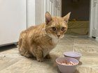 Lost Cat in Kansas City, Missouri — listing photo
