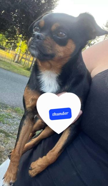 Lost Dog in Washington, District of Columbia — listing photo