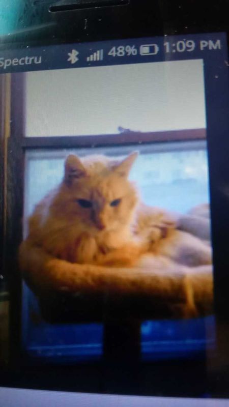 Lost Cat in Mauston — listing photo