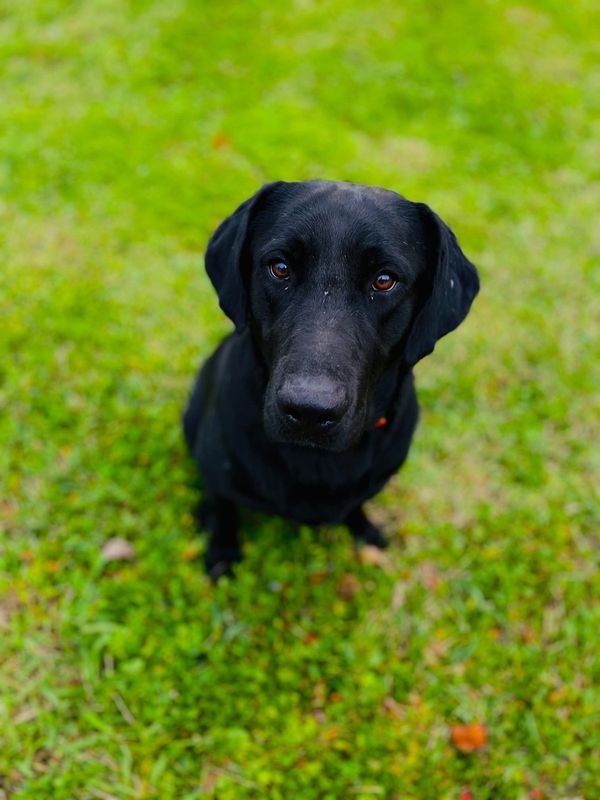 Lost Dog in Sweeny — listing photo