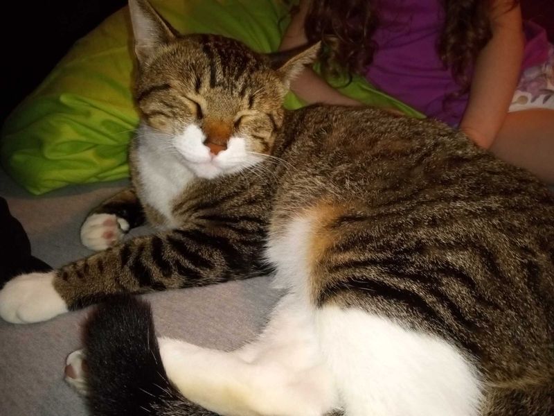 Lost Cat in Beaverton, Oregon — listing photo