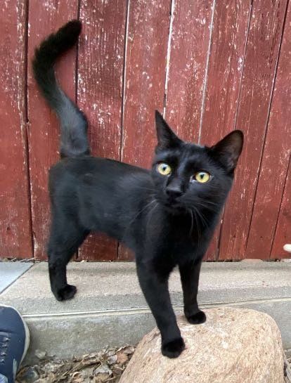 Lost Cat in Pueblo, Colorado — listing photo