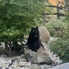 Lost Cat in Reno, Nevada — listing photo