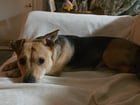 Lost Dog in Indianapolis, Indiana — listing photo