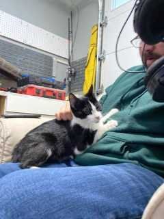 Lost Cat in Mountlake Terrace — listing photo