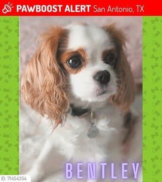 Lost Dog in San Antonio, Texas — listing photo