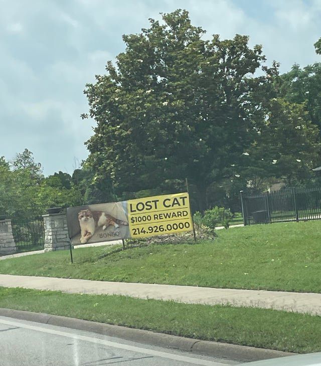 Lost Cat in Dallas, Texas — listing photo