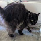 Found Cat in Bellingham, Washington — Cat found - Columbia neighborhood