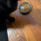 Lost Cat in Jacksonville, Florida — Anyone missing a fluffy black cat around Stockton st in Riverside?