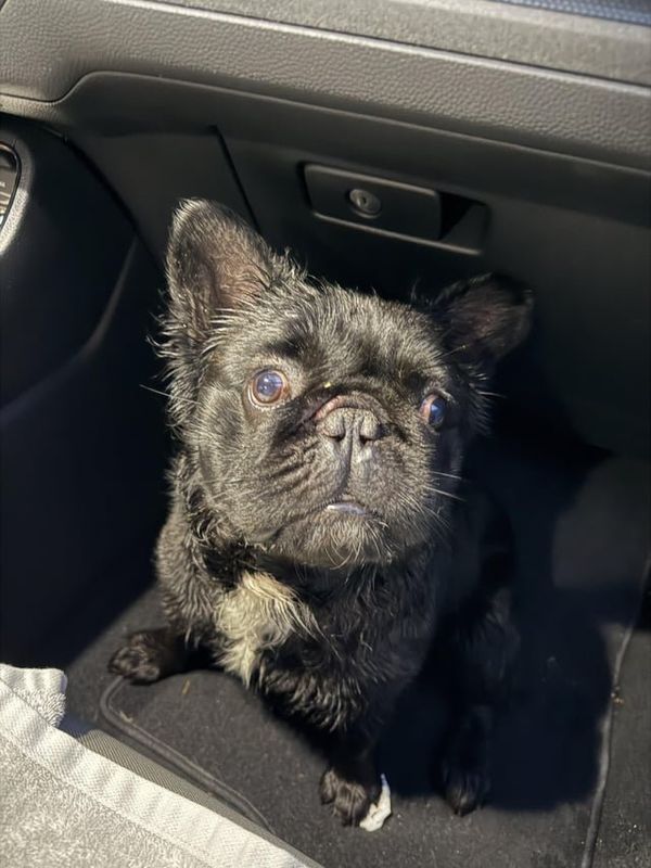 Found Dog in Austin, Texas — listing photo