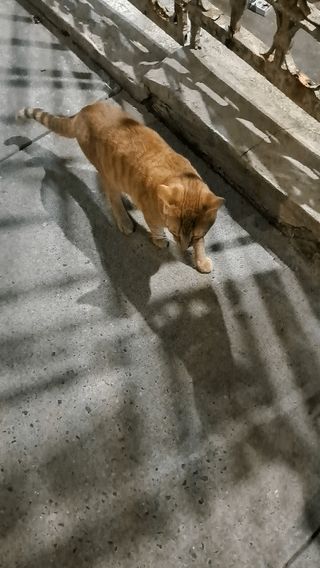 Lost Cat in Orange, California — Orange cat UWS