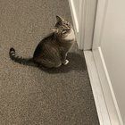 Lost Dog in Providence, Rhode Island — listing photo