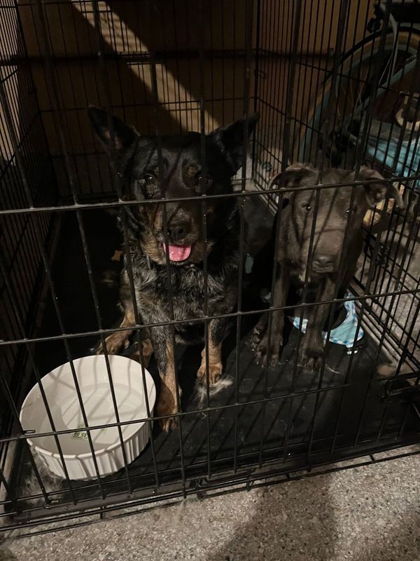 Found Dog in Eastvale, California — listing photo