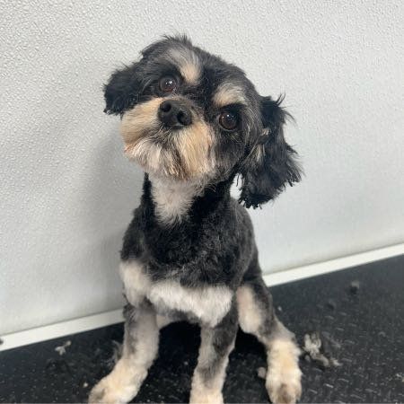 Lost Dog in Denver, Colorado — listing photo