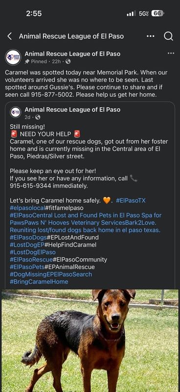 Lost Dog in El Paso, Texas — listing photo