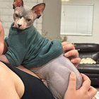 Lost Cat in K — listing photo