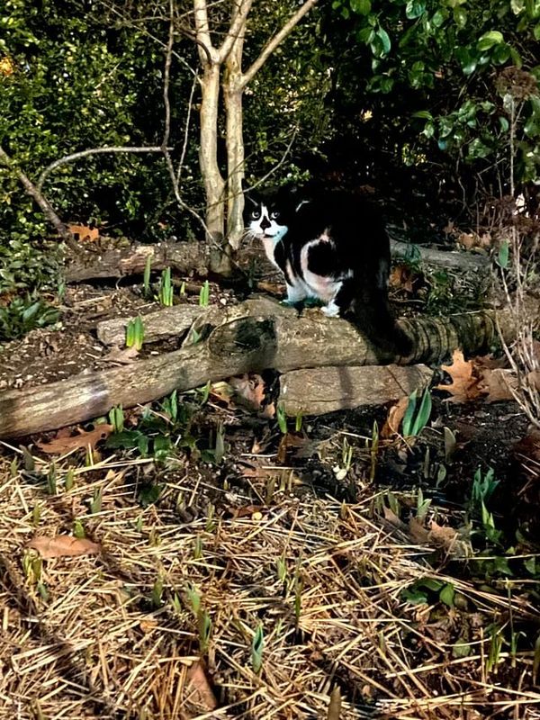 Lost Cat in New York, New York — Anyone missing a cat on the Upper East Side? Seen yesterday & today at Carl Schurz Park around…