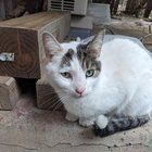 Lost Cat in Philadelphia, Pennsylvania — Anyone missing a cat?
