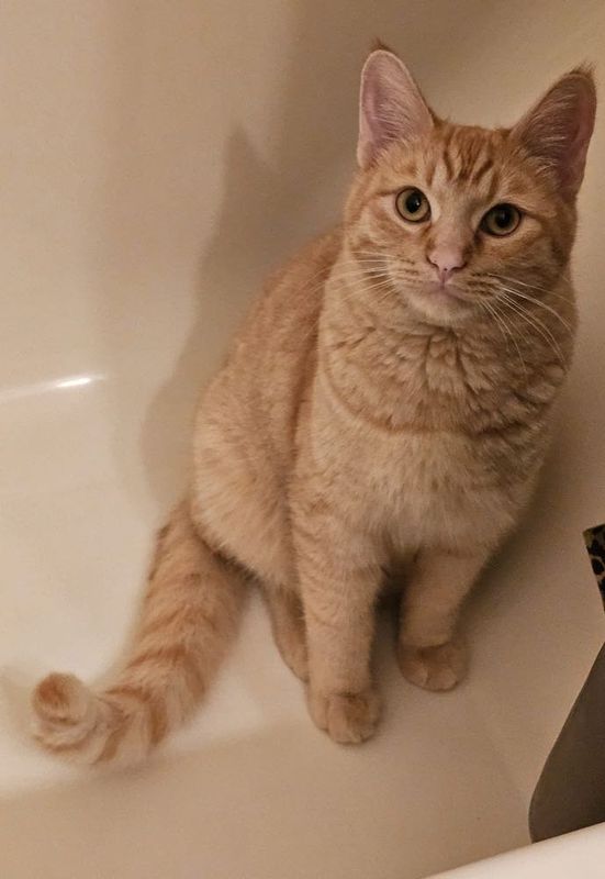 Lost Cat in Phoenix, Arizona — listing photo
