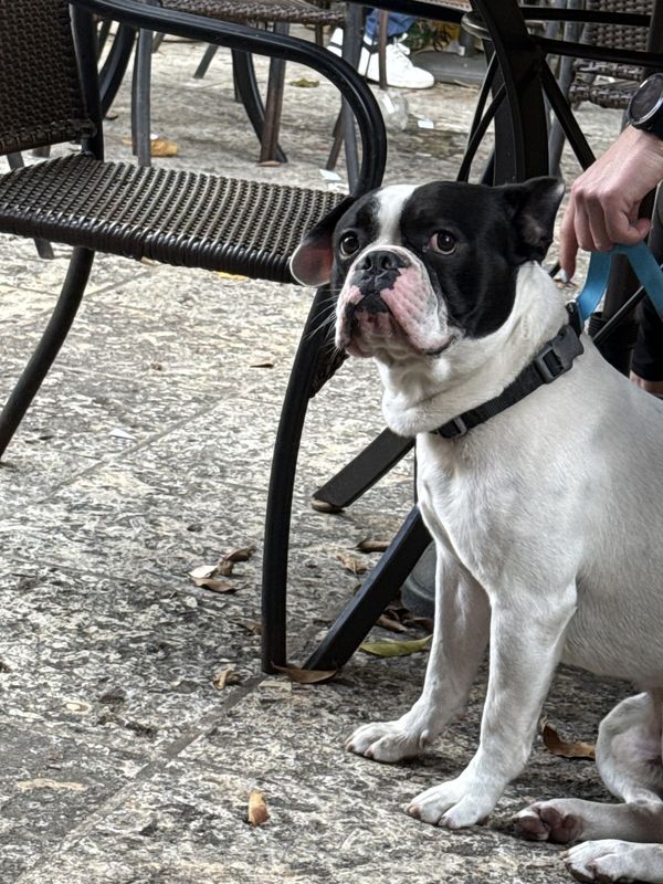 Found Dog in Miami, Florida — listing photo