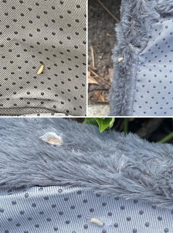 Found Cat in Louisville, Kentucky — Maggots at Kroger (Hubbards Ln, St. Matthews)
