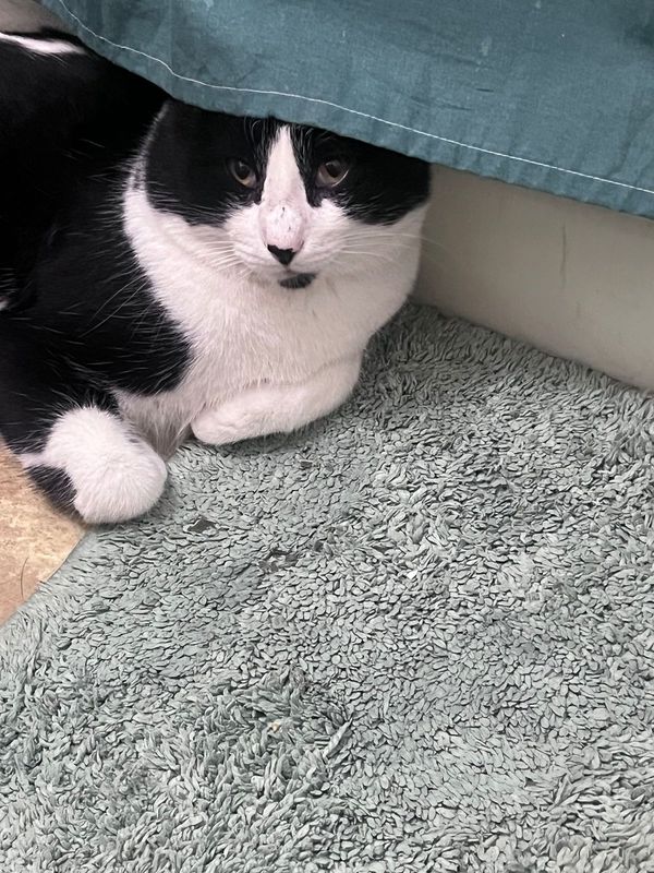 Lost Cat in Alliance — listing photo