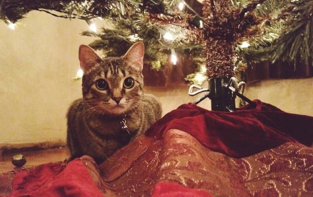 Lost Cat in Phoenix, Arizona — listing photo