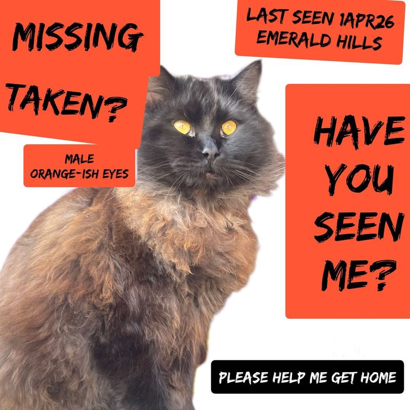 Lost Cat in San Diego, California — listing photo