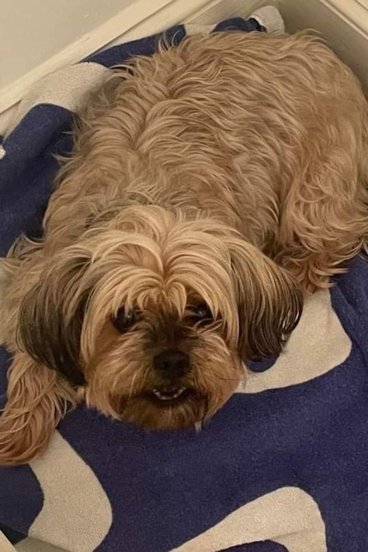 Lost Dog in K — listing photo