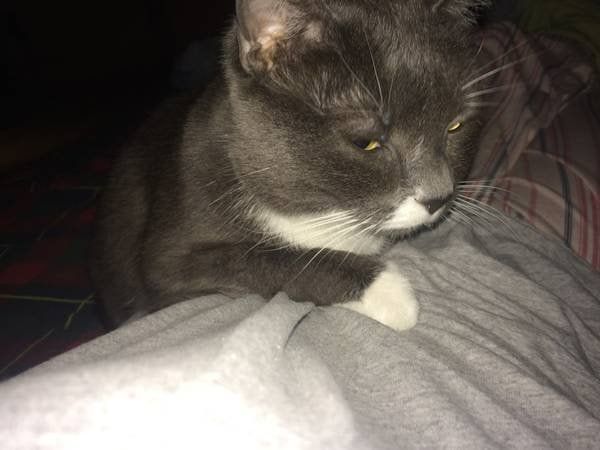 Lost Cat in Detroit, Michigan — listing photo