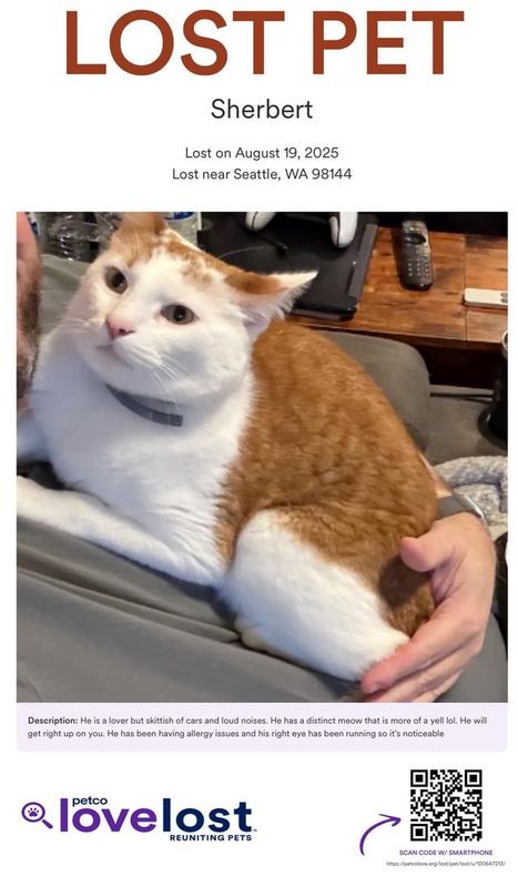 Lost Cat in Seattle, Washington — listing photo