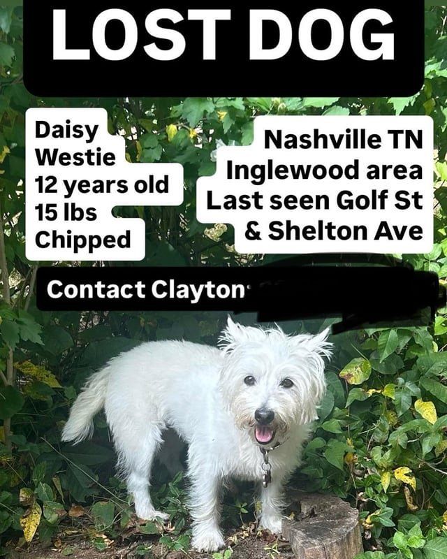 Lost Dog in Nashville, Tennessee — listing photo
