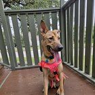 Lost Dog in Fort Worth, Texas — Finnick - boy who needs a home details