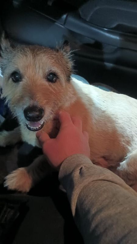 Lost Dog in Wichita, Kansas — listing photo