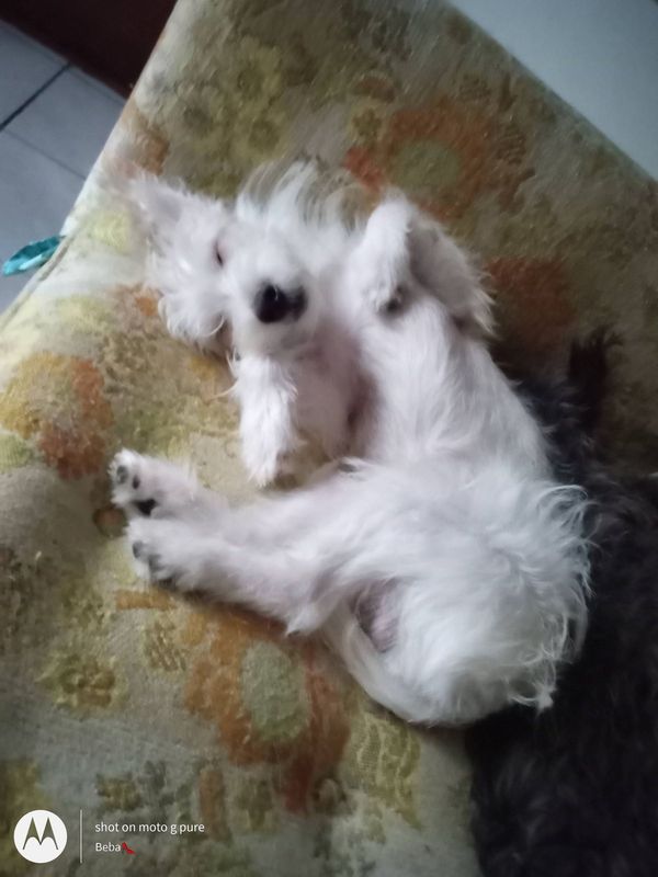 Lost Dog in Houston, Texas — listing photo