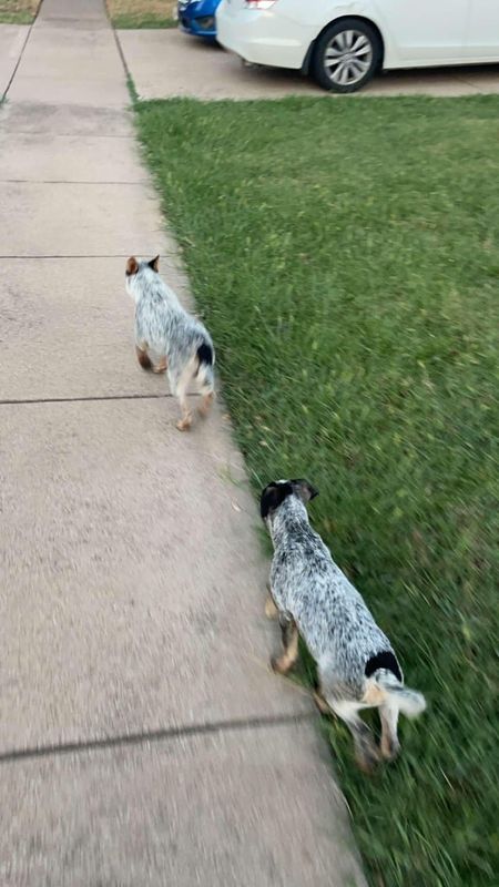 Lost Dog in Fort Worth, Texas — Two Australian Cattle puppies found near Garden Acres neighborhood (Burleson)