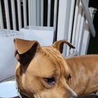 Lost Dog in Sherman, Texas — listing photo