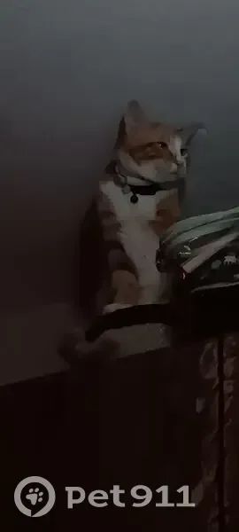 Lost Cat in Independence, Missouri — listing photo