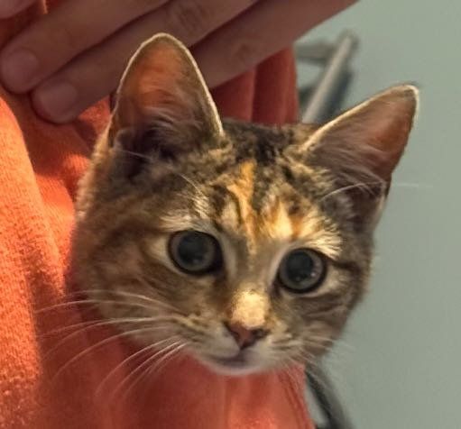 Lost Cat in Mount Olive — listing photo