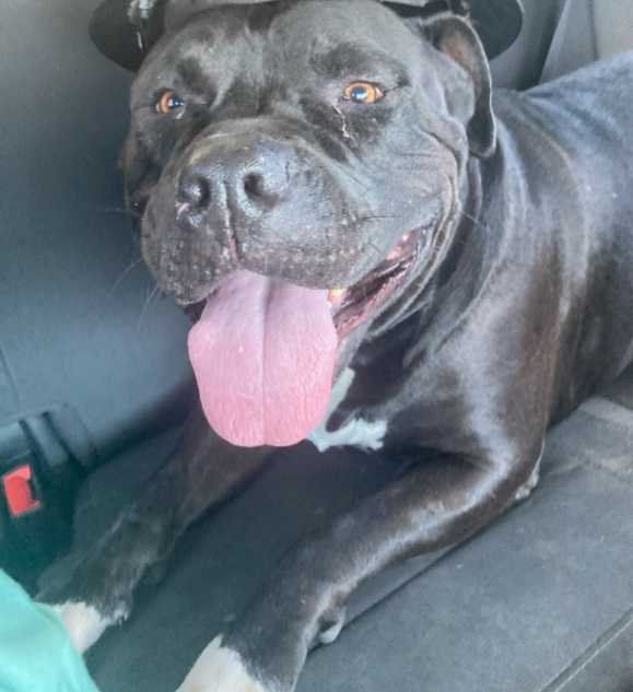 Lost Dog in Tucson, Arizona — listing photo