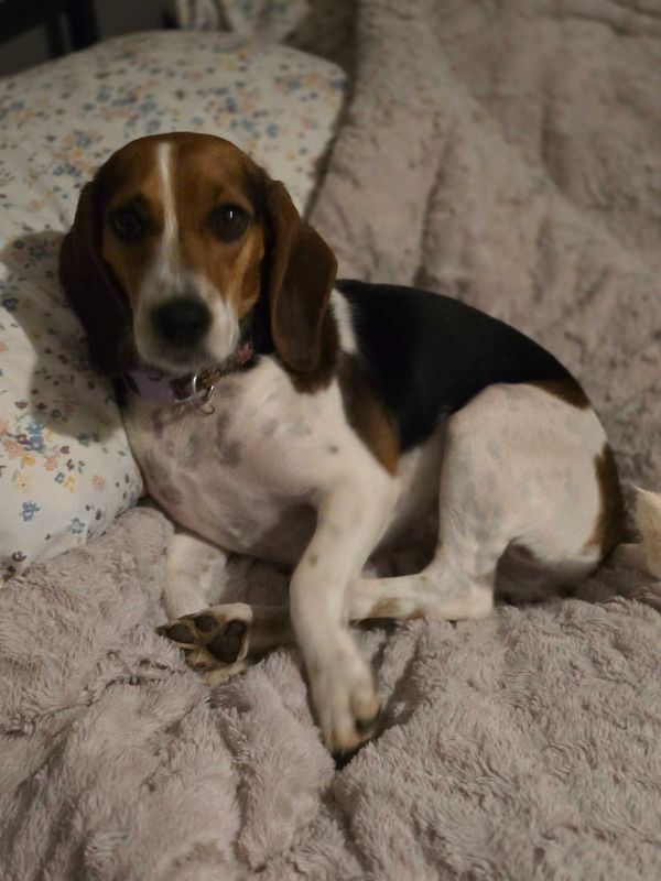 Lost Dog in Anderson, Indiana — listing photo