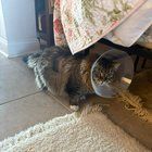 Lost Cat in Washington, District of Columbia — listing photo