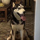 Found Dog in Charlotte, North Carolina — listing photo