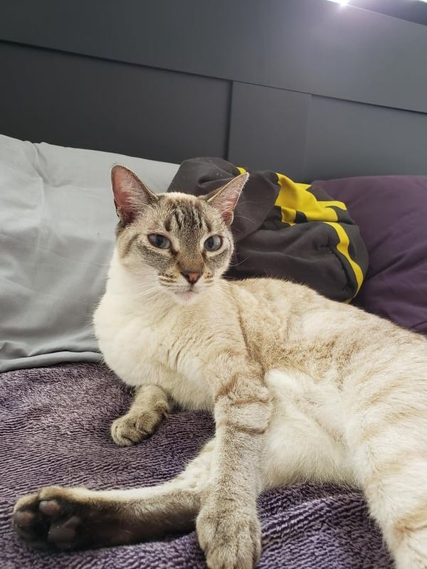 Lost Cat in Burbank, California — listing photo