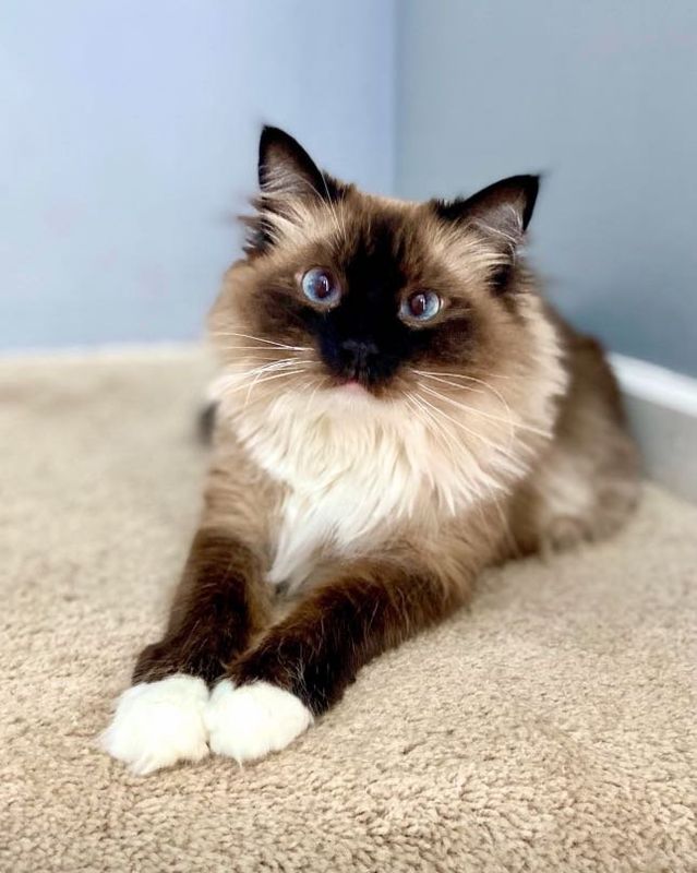Lost Cat in Jacksonville, North Carolina — listing photo