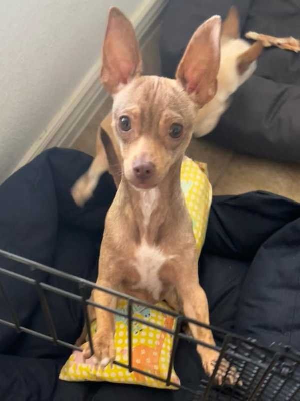Lost Dog in El Paso, Texas — listing photo