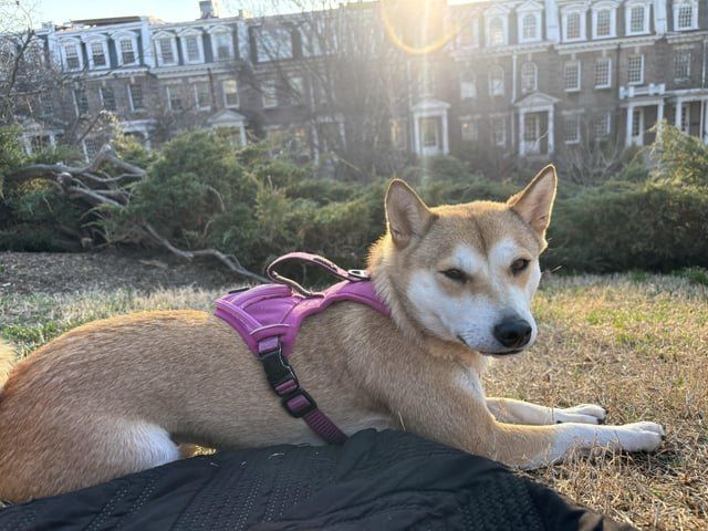 Lost Dog in Washington, District of Columbia — listing photo