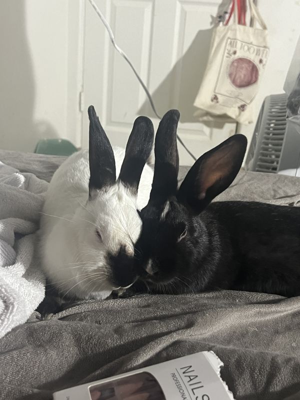 Lost Pet in Phoenix, Arizona — listing photo