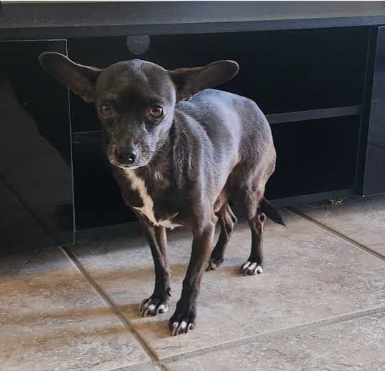 Lost Dog in Glendale, Arizona — listing photo