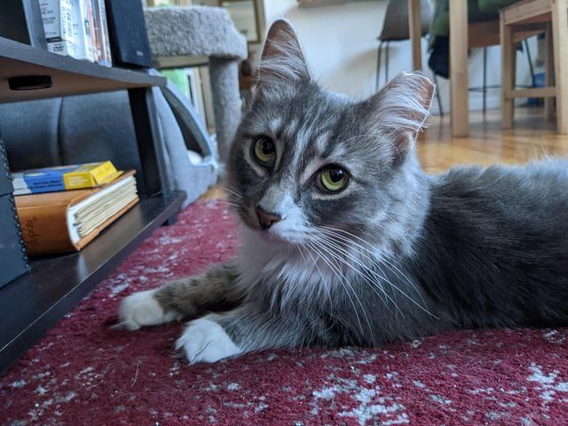Lost Cat in K — PLEASE HELP - Lost Cat